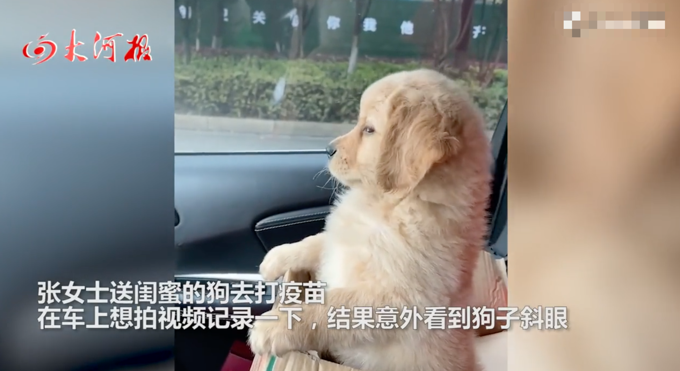 人像|金毛斜眼看人像极了“男友的眼神”这小眼神可把你委屈的