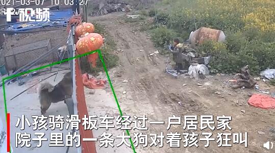 持续|小孩用石头持续挑衅大型犬 大狗被惹怒后破门而出将孩子扑倒在地