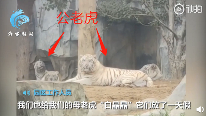 放假|动物园母老虎放假一天 这画面太喜感了