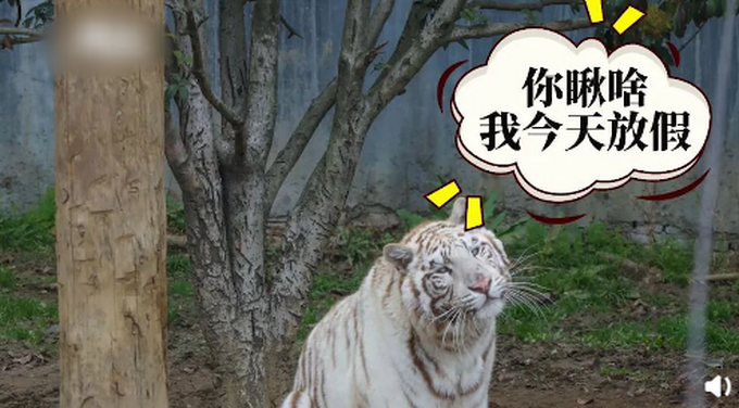 放假|动物园母老虎放假一天 这画面太喜感了