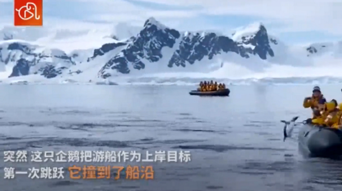 企鹅|遭虎鲸追捕 企鹅遭追捕跳上船求生