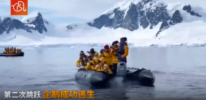 企鹅|遭虎鲸追捕 企鹅遭追捕跳上船求生