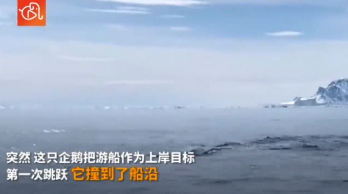 企鹅|遭虎鲸追捕 企鹅遭追捕跳上船求生