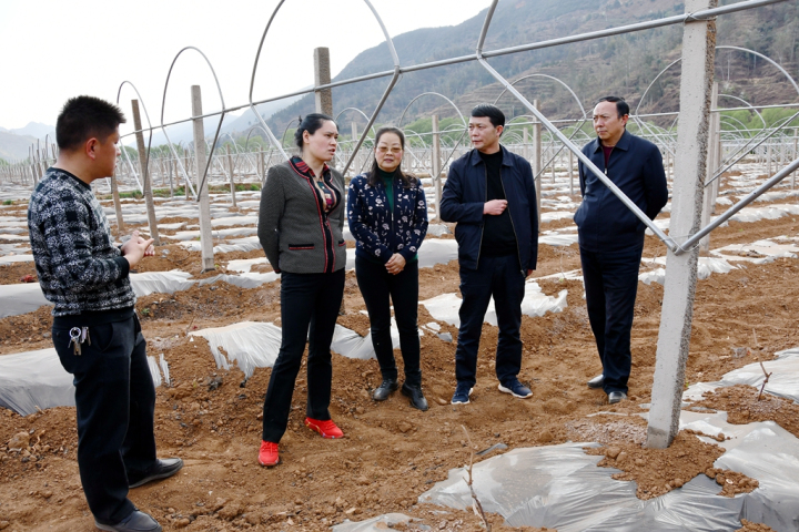 曲靖市農(nóng)業(yè)農(nóng)村局調(diào)研組到宣威市調(diào)研春耕生產(chǎn)和產(chǎn)業(yè)結(jié)構(gòu)調(diào)整工作