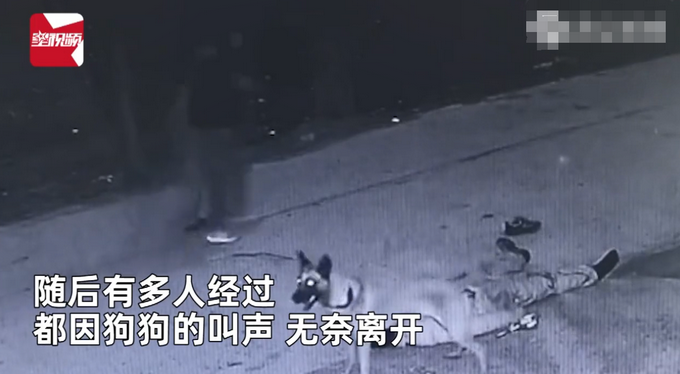 主人醉倒路边宠物狗忠心死守身旁！连声吼叫求救，路人却反被吓跑