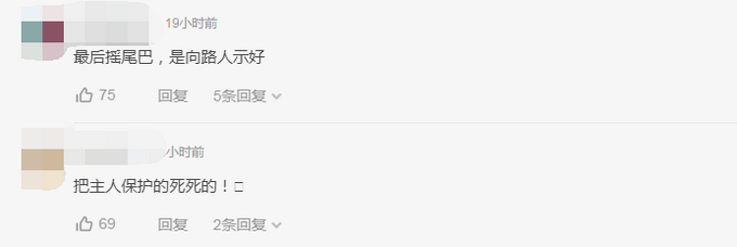 主人醉倒路边宠物狗忠心死守身旁！连声吼叫求救，路人却反被吓跑