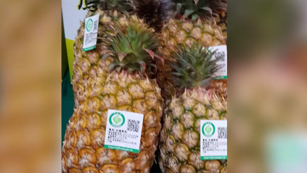 大陸暫停輸入菠蘿影響初步已完全克服？ 島內學者：喜歡吹牛就去