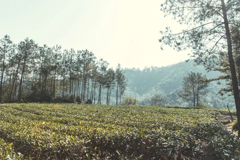 百茶百味 | 一枝独秀的“小众茶”，也有大发展