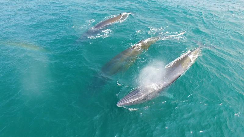 严厉打击！游客擅乘快艇出海追逐观赏“网红”鲸鱼，广西北海回应