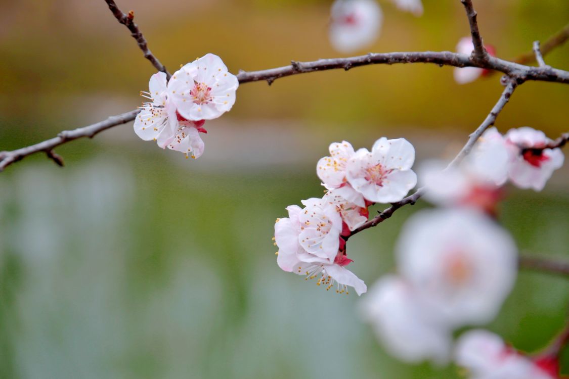 “石上花开”中华奇石城—沂蒙奇石花朝节华美绽放