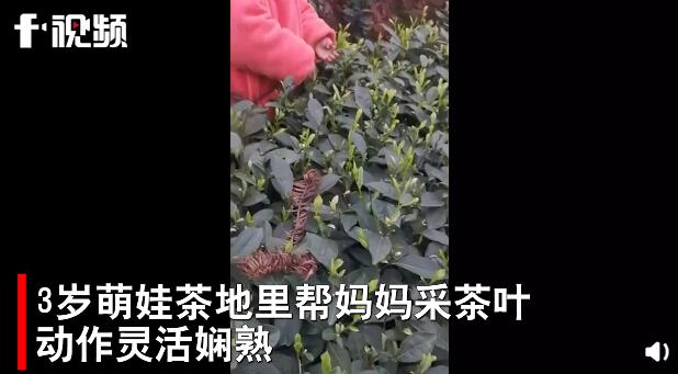 3岁萌娃和妈妈一起采茶叶动作娴熟，妈妈：一天能采一两斤