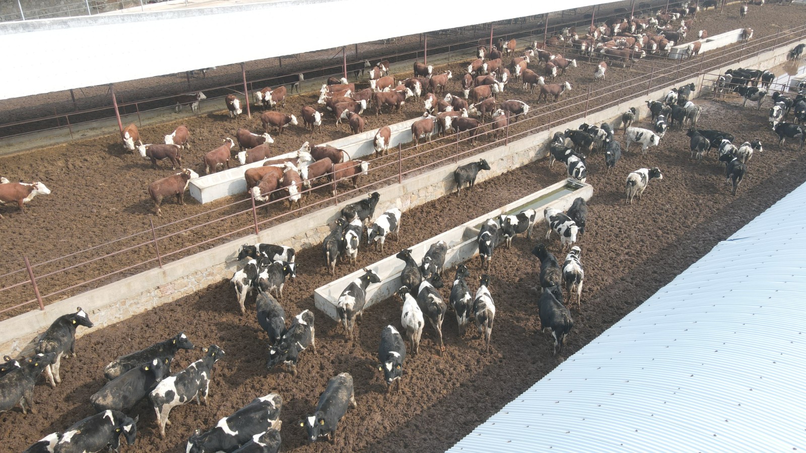 青島西海岸新區經控集團進口首批38頭烏拉圭種牛順利出關 大眾日報 Mdeditor
