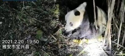 正值壮年 雅安一10多岁野生大熊猫抢救无效死亡