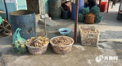 The reason with eruptive sea star of bay of Qingdao rubber administrative division was found! Catch to still need ten days