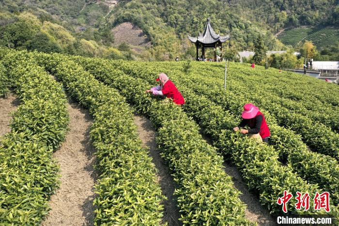 一片“叶子”富多方百姓 浙江安吉白茶22日开采