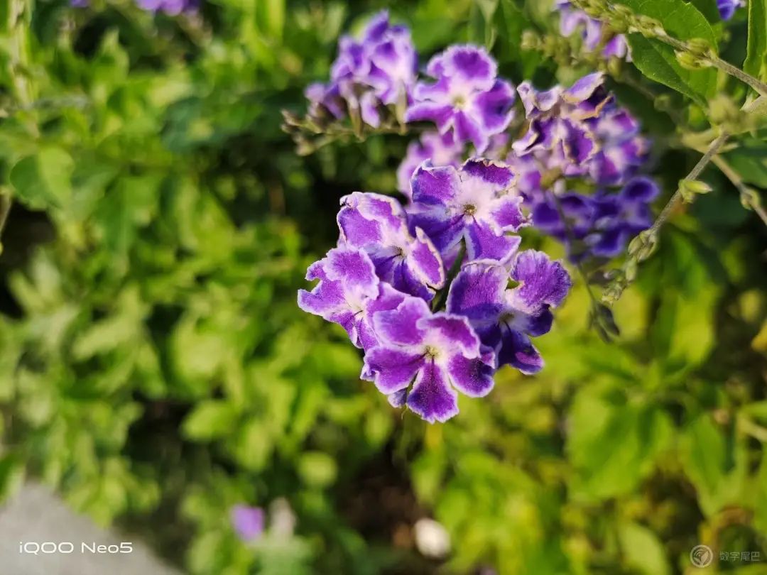 Vogue + naval vessel experiences Shuang Xinqi of electric contest IQOO Neo5