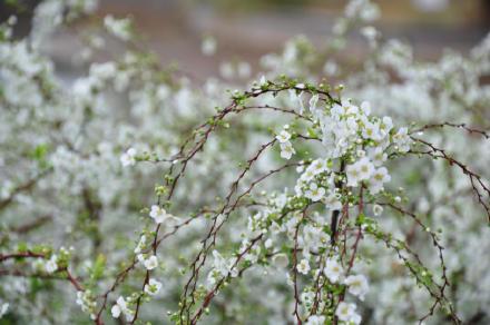 花开如瀑布 雪柳似雪花又似柳条 光明网 Mdeditor