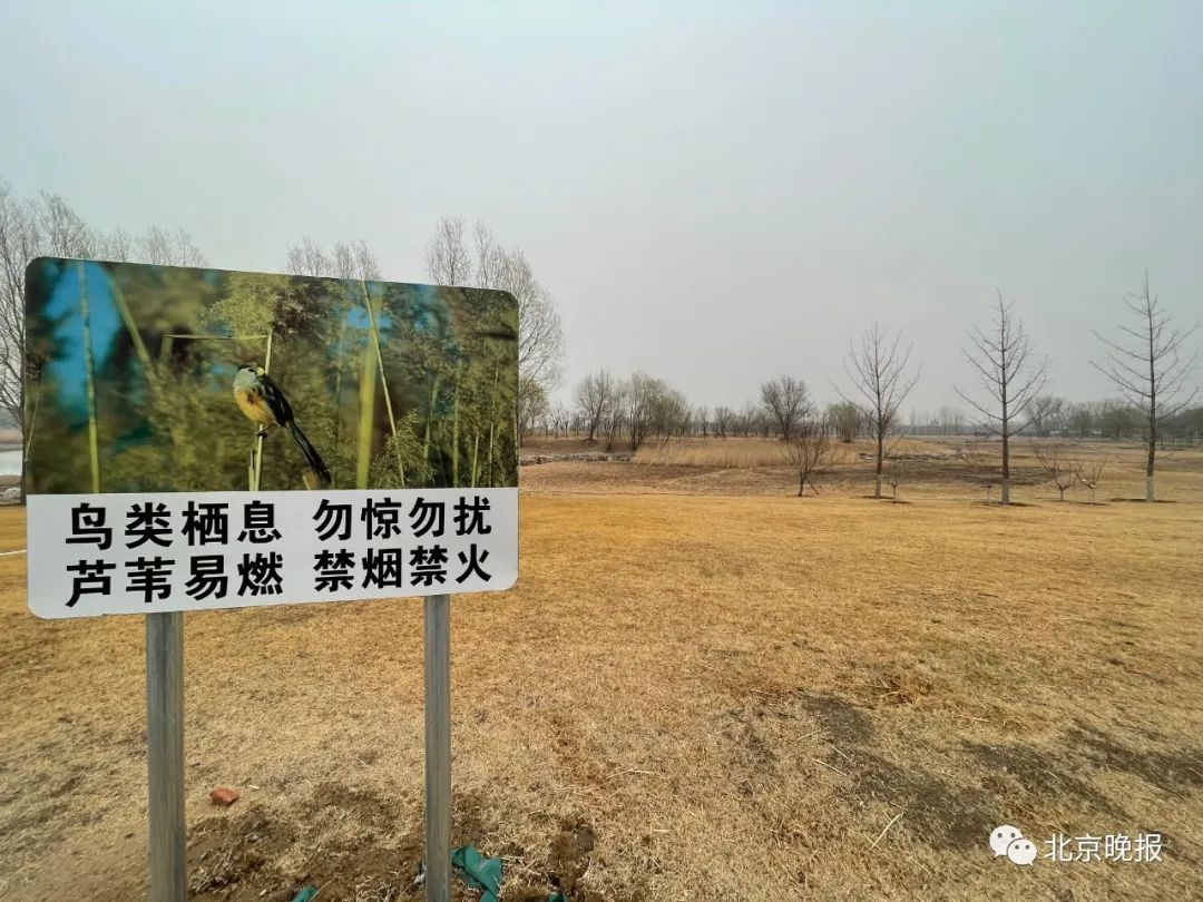 刑拘！在北京南海子公园里放置猎夹的人抓到了