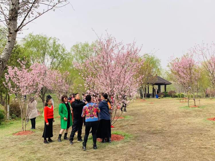 顧村公園雙休日6萬餘人賞櫻 染井吉野暫未大規模盛放 下週末有望迎來 滿樹繁花 周到客戶端 Mdeditor