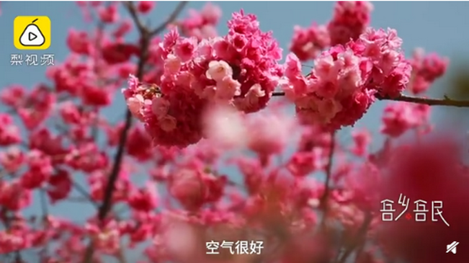 美翻了！村民花16年把荒山变粉色“画卷”，网友直呼浪漫