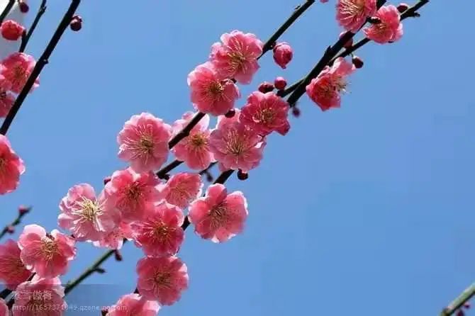 诗咏春天-第3张图片-非凡网