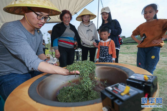 春日茶园当茶农 体验传统茶文化