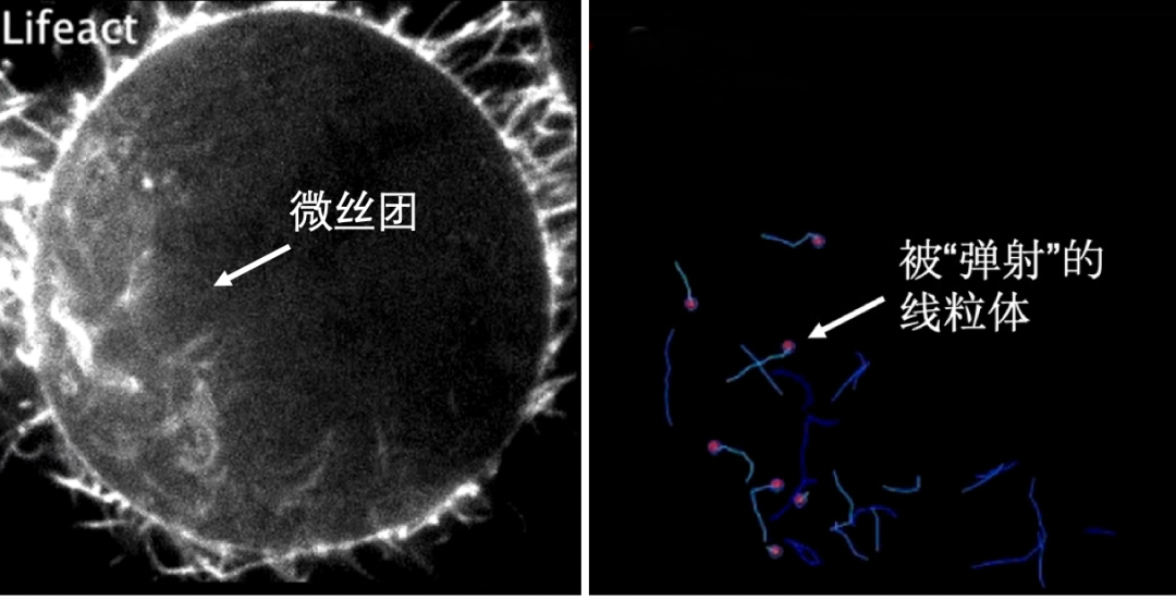 ϸ������ʱ������ļҵ���ô�֣�