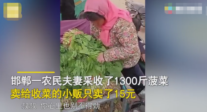 农民夫妻1300斤菠菜卖了15元，小贩：质量一般，引网友争议