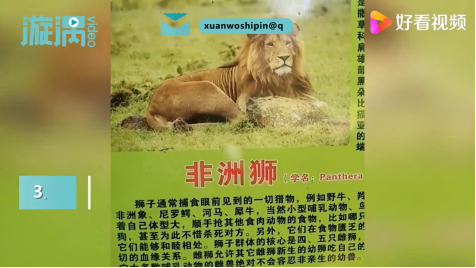 四川一家长带孩子看非洲狮，结果居然是只金毛狗！动物园回应：这是老板自家养的，绝无虚假宣传