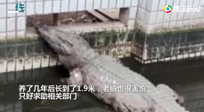 老伯路边捡到手指大小动物养在家里，几年后长成巨兽吓得报警