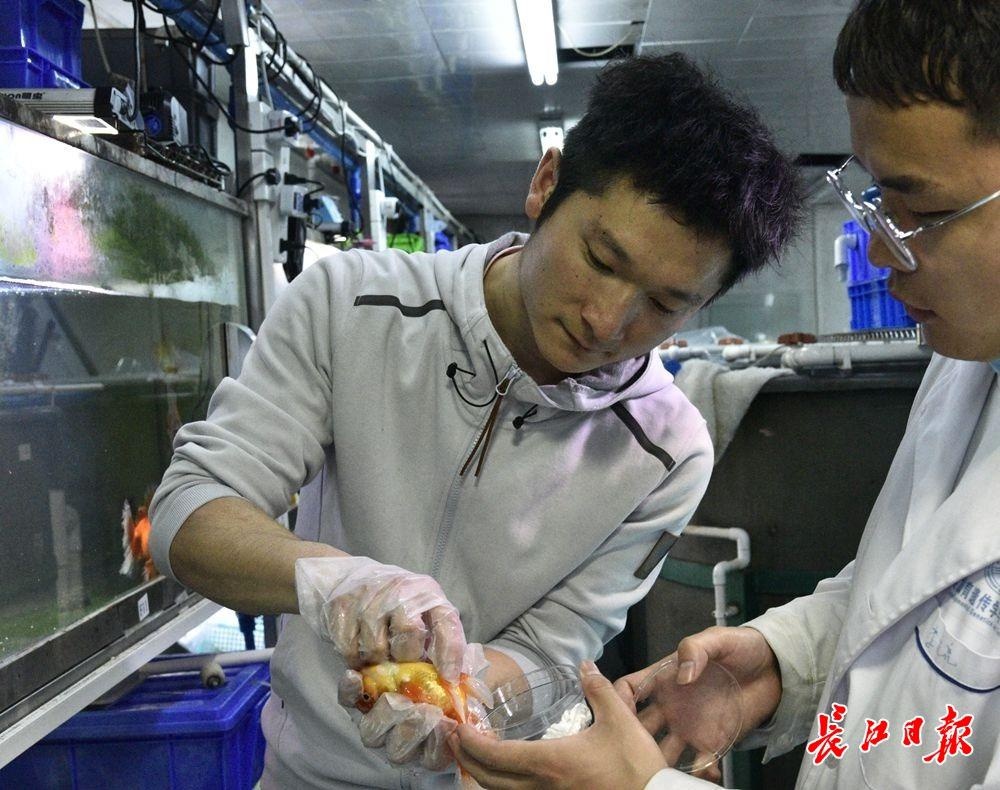 武汉博士让一条金鱼215天产卵42次，研究成果刷新世界纪录