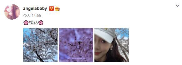 The person is more beautiful than the flower! Angelababy basks in oriental cherry half face pats skin Bai Xi to send out oneself attractive glamour