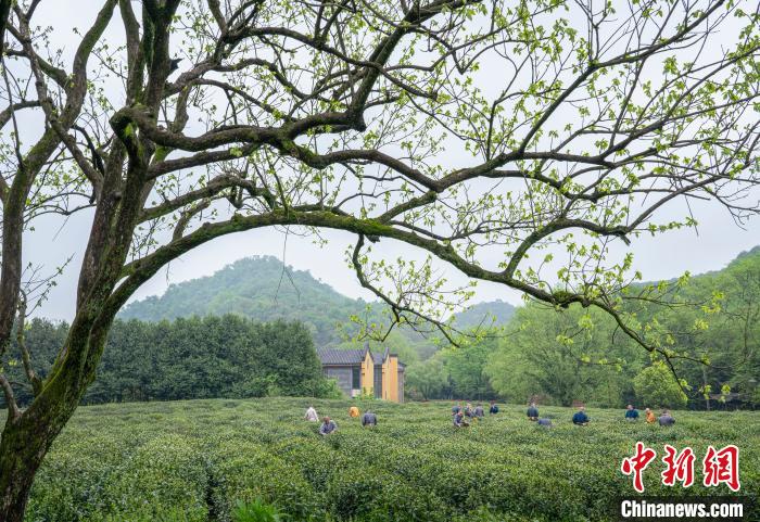 浙江杭州法净禅茶正式开采