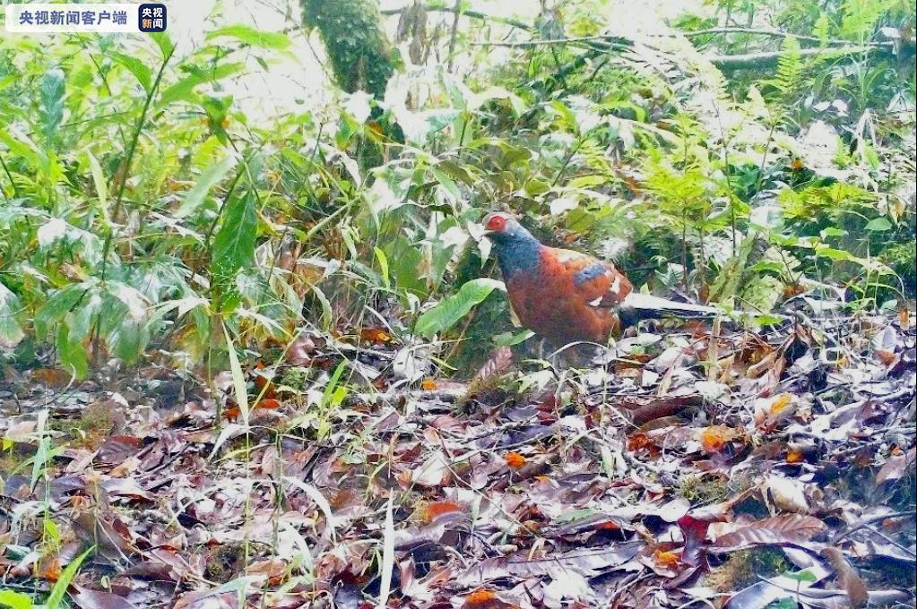 雲南綠春首次發現國家一級保護野生動物黑頸長尾雉 人民日報 Mdeditor