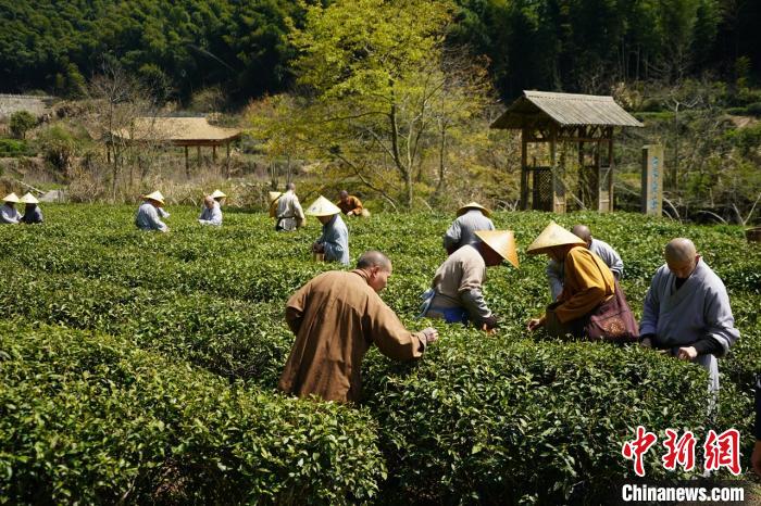 清明时节采茶忙 浙江天童禅茶文化香飘海内外