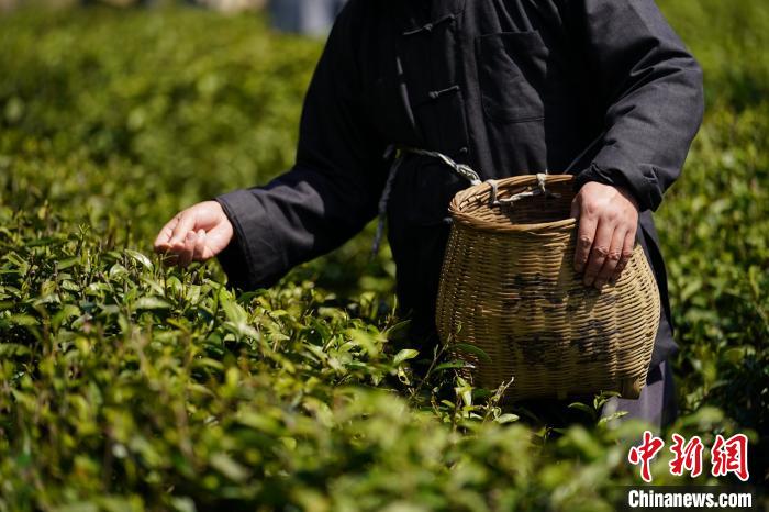 清明时节采茶忙 浙江天童禅茶文化香飘海内外