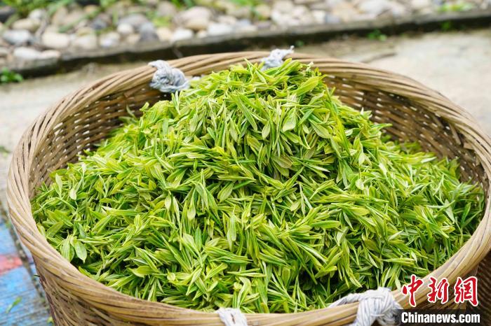 清明时节采茶忙 浙江天童禅茶文化香飘海内外