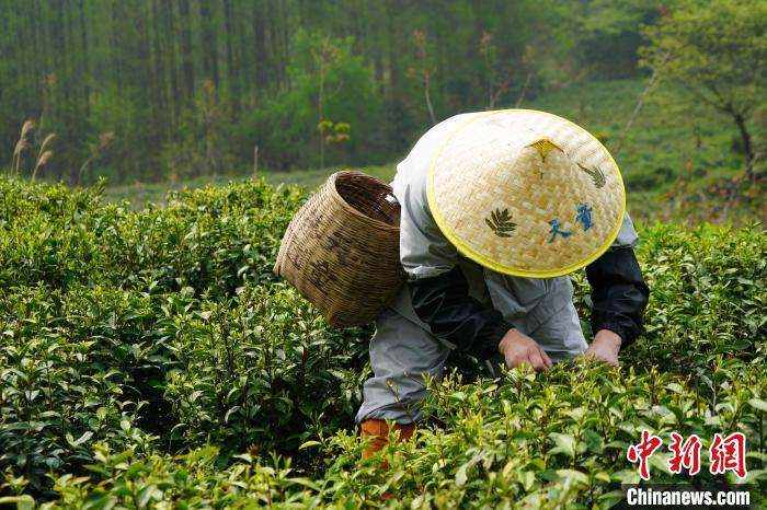 清明时节采茶忙 浙江天童禅茶文化香飘海内外
