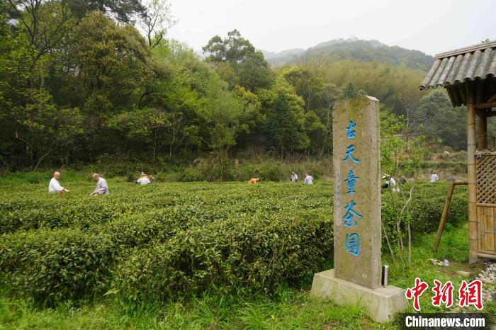 清明时节采茶忙 浙江天童禅茶文化香飘海内外
