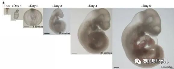 科学家发明人造子宫成功把小鼠胚胎养了6天！未来离生育自由还有多远？