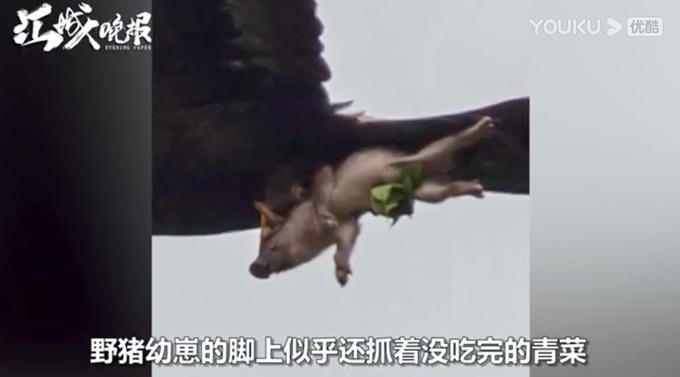 金雕抓着野猪空中飞！猪脚上还抓着青菜，网友：可怜的猪猪