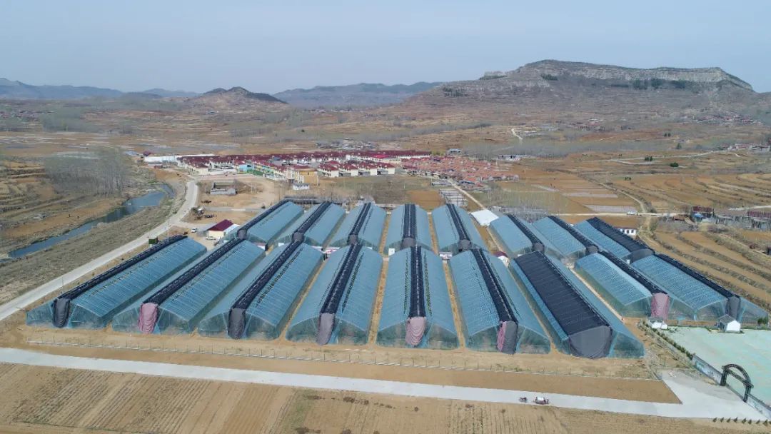 一树樱桃带红雨采摘尝鲜正当时夏蔚镇大棚樱桃抢鲜上市