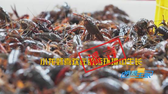 潜江小龙虾新鲜上市！价格上涨20%依然走俏→