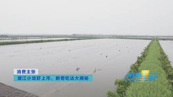 潜江小龙虾新鲜上市！价格上涨20%依然走俏→