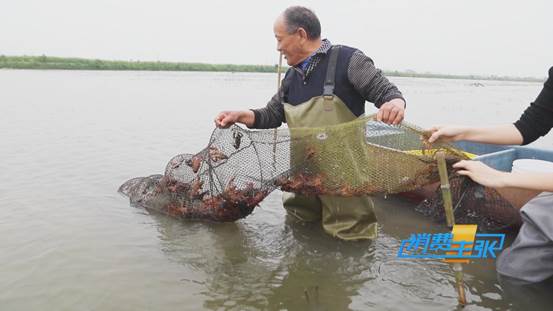潜江小龙虾新鲜上市！价格上涨20%依然走俏→