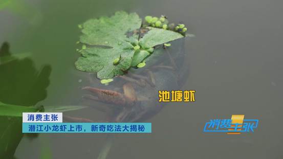 潜江小龙虾新鲜上市！价格上涨20%依然走俏→