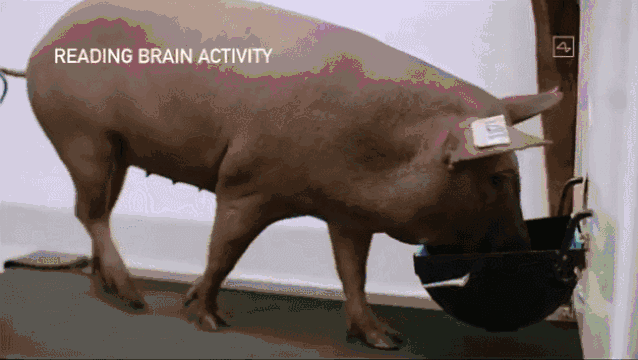 马斯克硬核黑科技！这只猴子大脑被“改造”，能用意念玩游戏，网友：比我玩得好