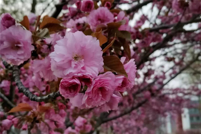 日照市五莲中学迎来了校园最美的樱花季(图6)