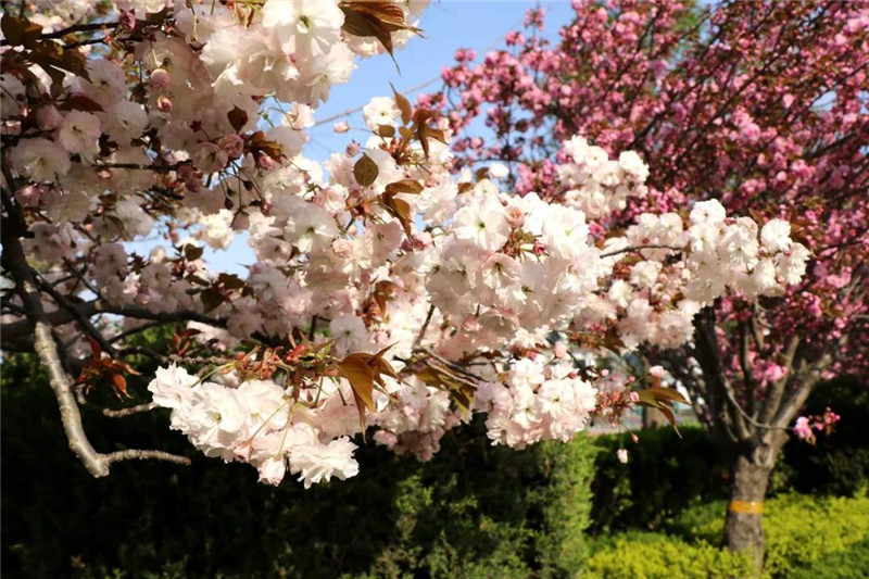 日照市五莲中学迎来了校园最美的樱花季(图7)