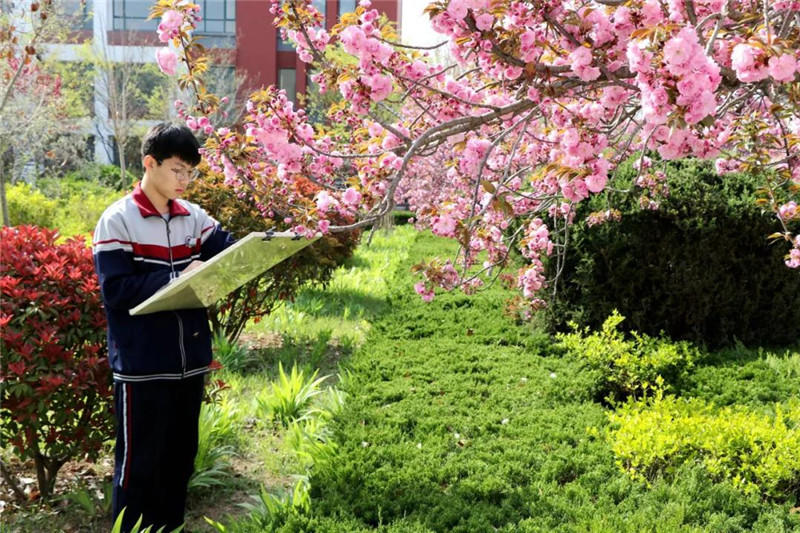 日照市五莲中学迎来了校园最美的樱花季(图11)